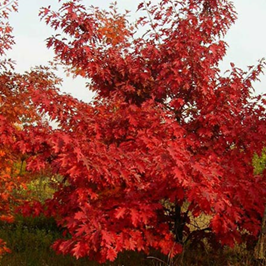    Quercus rubra 